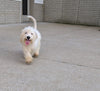 Cavachon For Sale Millersburg OH Male-Sparky