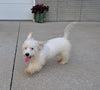 Cavachon For Sale Millersburg OH Male-Sparky