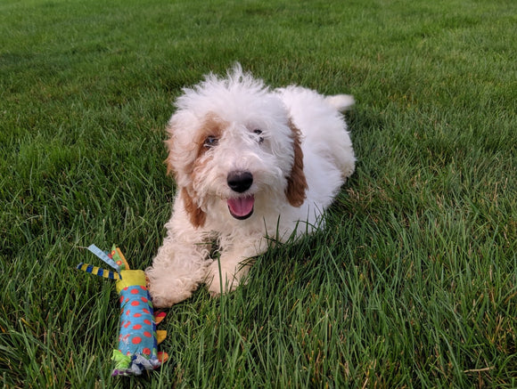 Cavapoo For Sale Millersburg OH Male-Hank