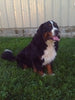 AKC Registered Bernese Mountain Dog For Sale Millersburg OH Male-Buster