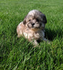 Teddy Bear For Sale Millersburg OH Female-Tonya