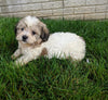 Teddy Bear For Sale Millersburg OH Male-Thomas