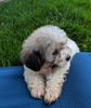 Teddy Bear For Sale Millersburg OH Male-Thomas