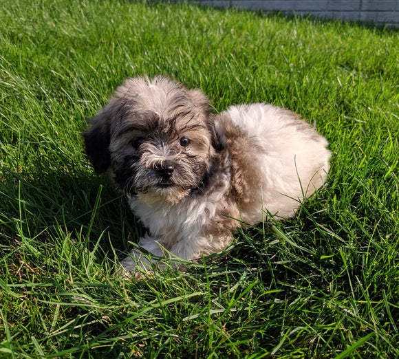 Teddy Bear For Sale Millersburg OH Male-Tate