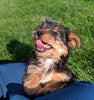 ACA Registered Yorkshire Terrier For Sale Millersburg OH Male-Jet