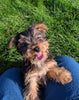 ACA Registered Yorkshire Terrier For Sale Millersburg OH Male-Jet