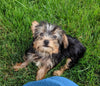 ACA Registered Yorkshire Terrier For Sale Millersburg OH Male-Jake