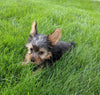 ACA Registered Yorkshire Terrier For Sale Millersburg OH Male-Jasper