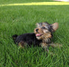 ACA Registered Yorkshire Terrier For Sale Millersburg OH Male-Jasper