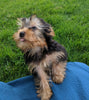 ACA Registered Yorkshire Terrier For Sale Millersburg OH Male-Jaxon