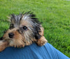 ACA Registered Yorkshire Terrier For Sale Millersburg OH Male-Jaxon