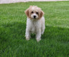 Cavachon For Sale Millersburg OH Male-Rufus