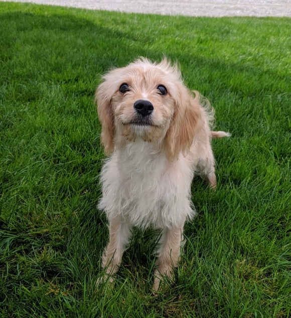 Cavachon For Sale Millersburg OH Male-Rusty