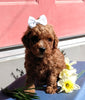 ICA Registered Mini Poodle For Sale Dundee OH Male-Lenny