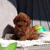 ICA Registered Mini Poodle For Sale Dundee OH Male-Leo