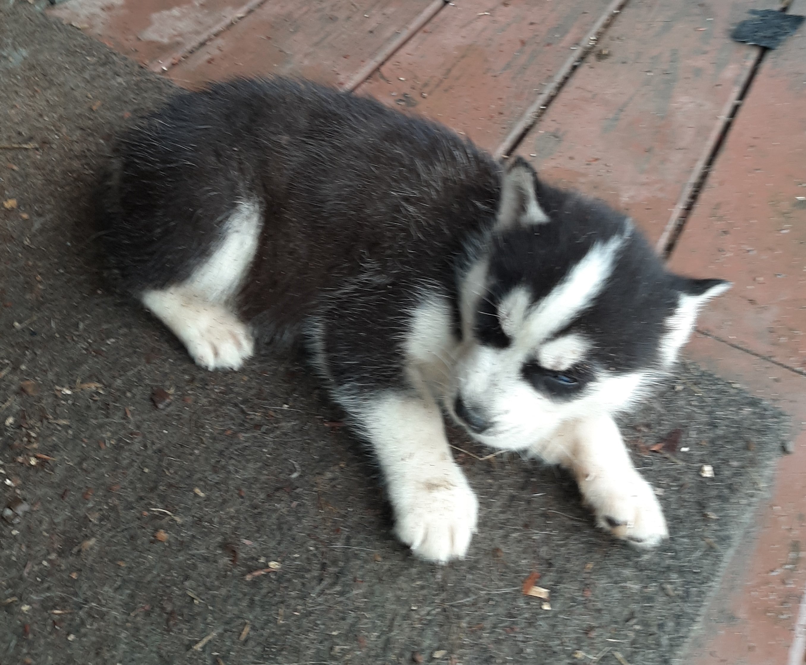 AKC Registered Siberian Husky For Sale West Union OH MaleHank AC