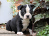 AKC Registered Boston Terrier For Sale Wooster, OH Male- Chip
