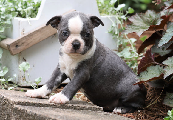 AKC Registered Boston Terrier For Sale Wooster, OH Female- Callie