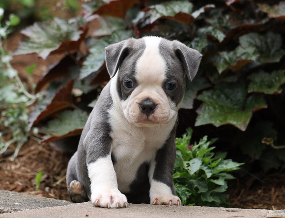 AKC Registered Boston Terrier For Sale Wooster, OH Male- Calvin