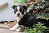 AKC Registered Boston Terrier For Sale Wooster, OH Male- Captain