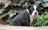 AKC Registered Boston Terrier For Sale Wooster, OH Male- Captain