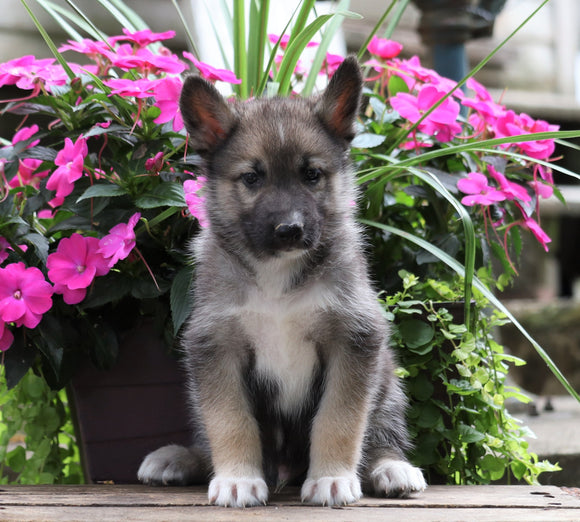 German Shepherd/ Siberian Husky Mix For Sale Millersburg, OH Male- Charley