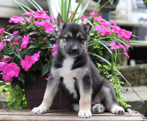 German Shepherd/ Siberian Husky Mix For Sale Millersburg, OH Female- Carmen