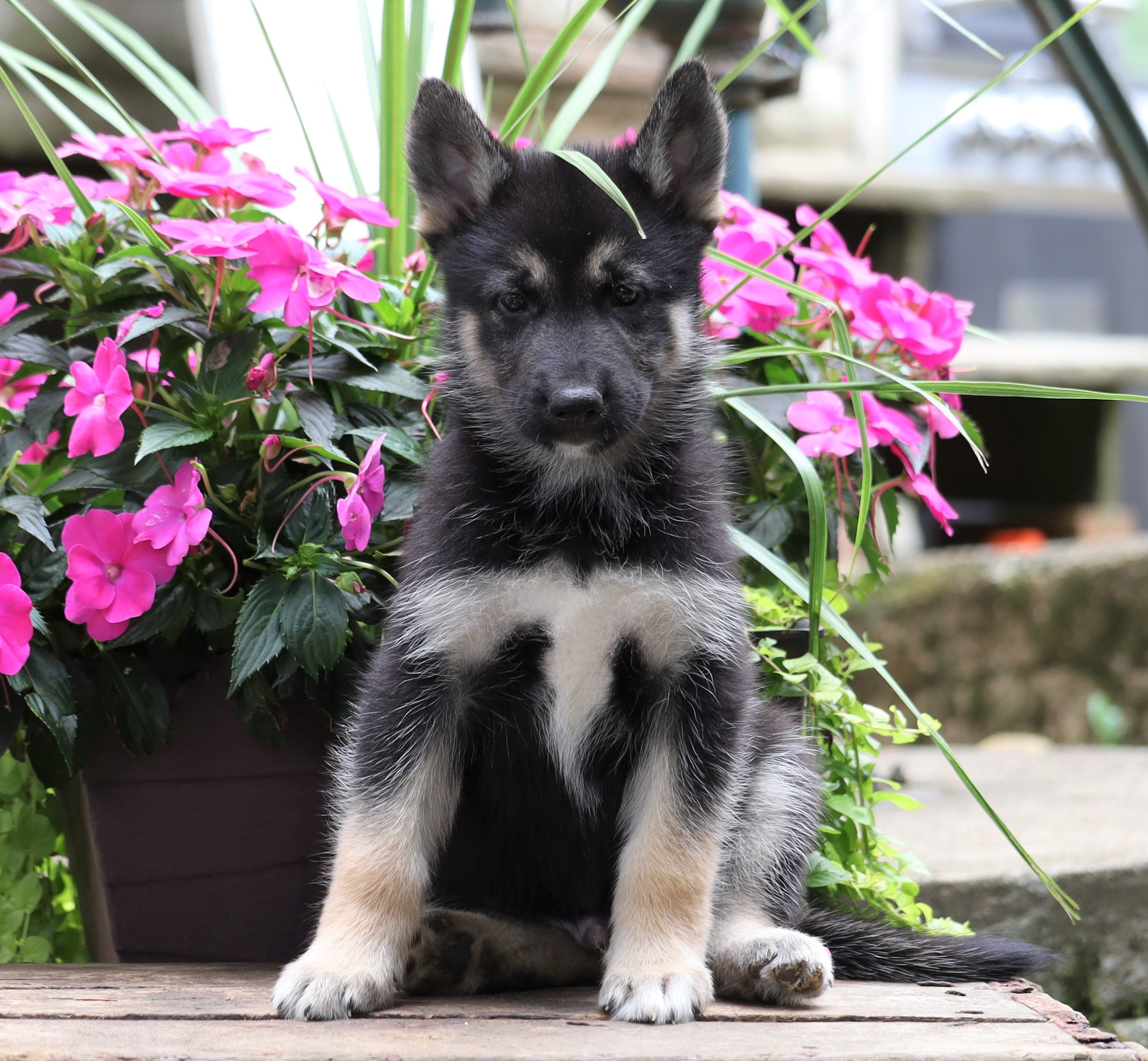 German Shepherd/ Siberian Husky Mix For Sale Millersburg, OH Male Cha
