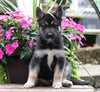 German Shepherd/ Siberian Husky Mix For Sale Millersburg, OH Male- Chase