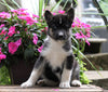 German Shepherd/ Siberian Husky Mix For Sale Millersburg, OH Male- Champ