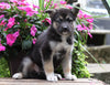 German Shepherd/ Siberian Husky Mix For Sale Millersburg, OH Female- Darla