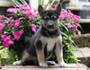 German Shepherd/ Siberian Husky Mix For Sale Millersburg, OH Female- Goldie