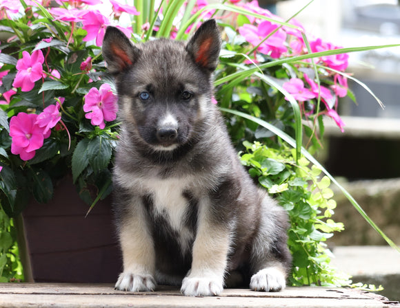 German Shepherd/ Siberian Husky Mix For Sale Millersburg, OH Male- Max