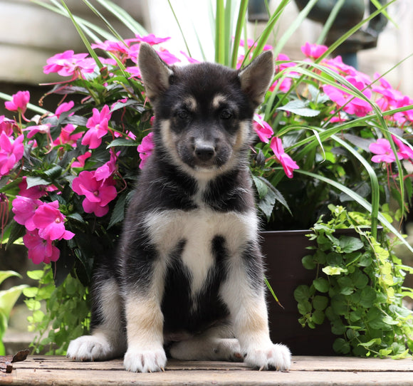 German Shepherd/ Siberian Husky Mix For Sale Millersburg, OH Female- Casey