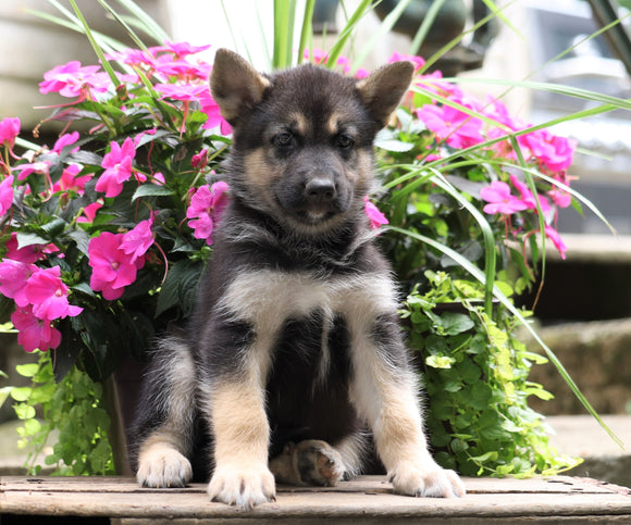 German Shepherd/ Siberian Husky Mix For Sale Millersburg, OH Male- Dexter