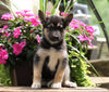 German Shepherd/ Siberian Husky Mix For Sale Millersburg, OH Female- Daisy