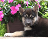 German Shepherd/ Siberian Husky Mix For Sale Millersburg, OH Female- Daisy