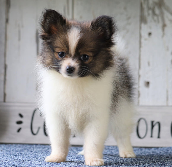 ACA Registered Pomeranian For Sale Millersburg, OH Female- Tiny