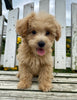 F1B Maltipoo For Sale Holmesville OH Male-Lindon