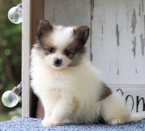 CKC Registered Pomeranian For Sale Millersburg, OH Female- Judy