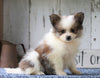 CKC Registered Pomeranian For Sale Millersburg, OH Female- Judy