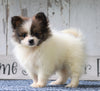 CKC Registered Pomeranian For Sale Millersburg, OH Female- Jenice