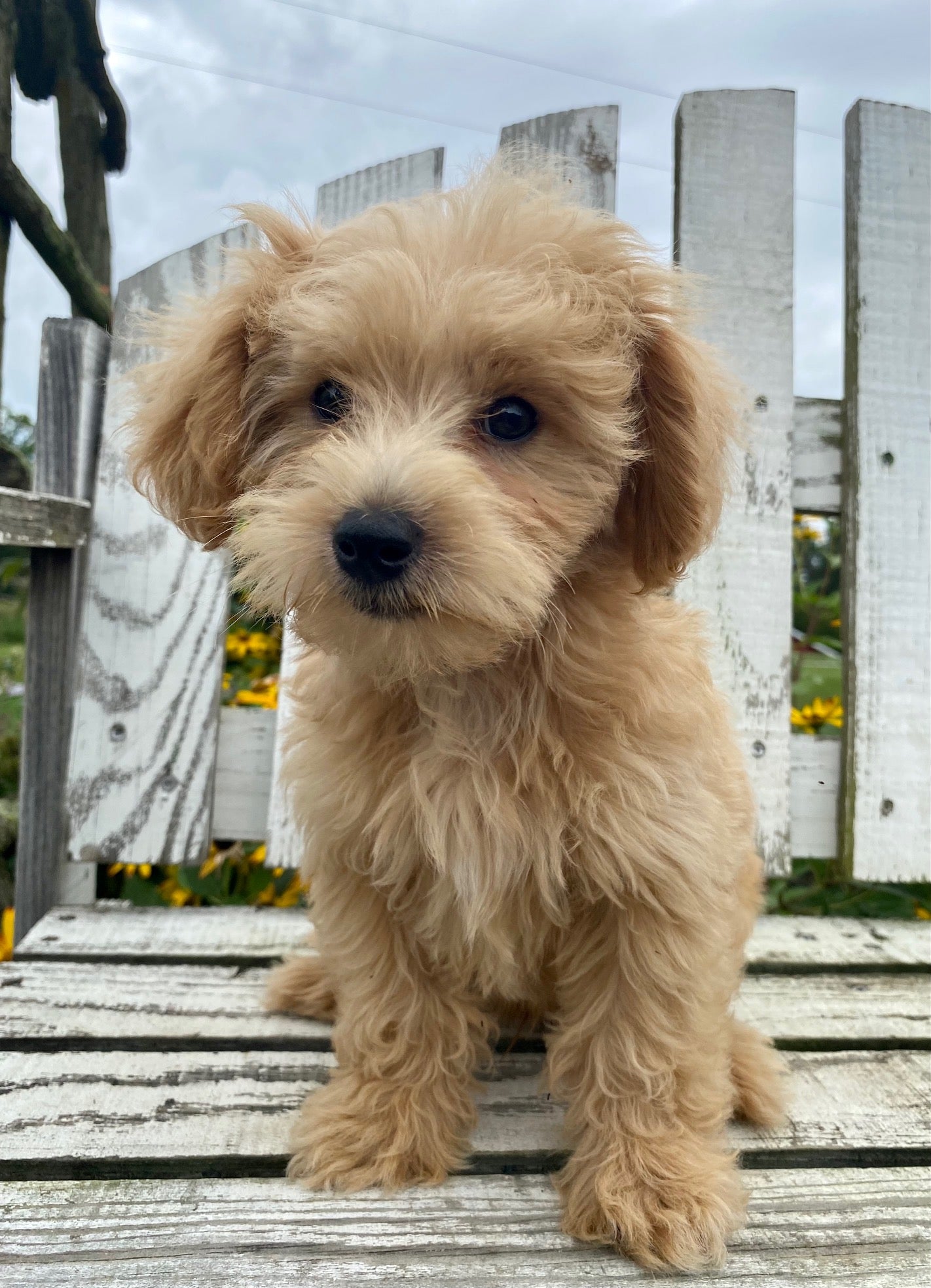 F1b maltipoo cheap for sale