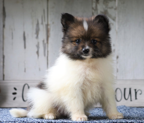 CKC Registered Pomeranian For Sale Millersburg, OH Male- Jack