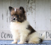 CKC Registered Pomeranian For Sale Millersburg, OH Male- Jack