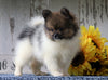 ACA Registered Pomeranian For Sale Millersburg, OH Female- Susan