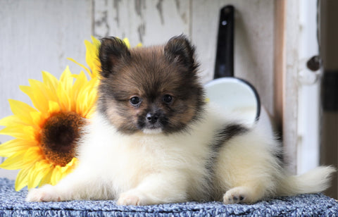 ACA Registered Pomeranian For Sale Millersburg, OH Female- Susan