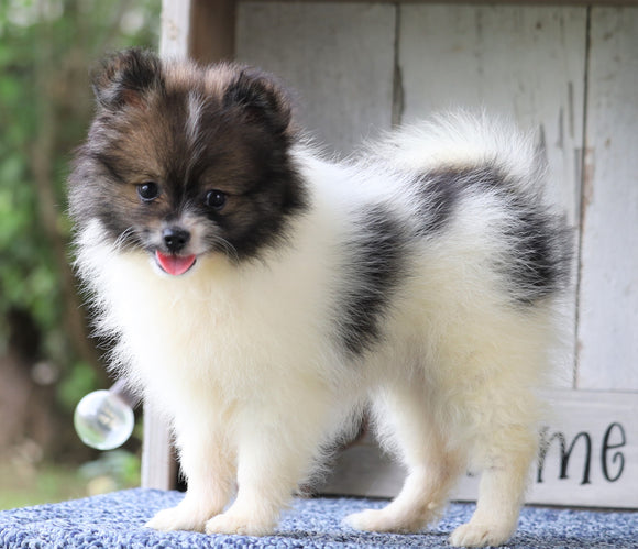 ACA Registered Pomeranian For Sale Millersburg, OH Female- Molly