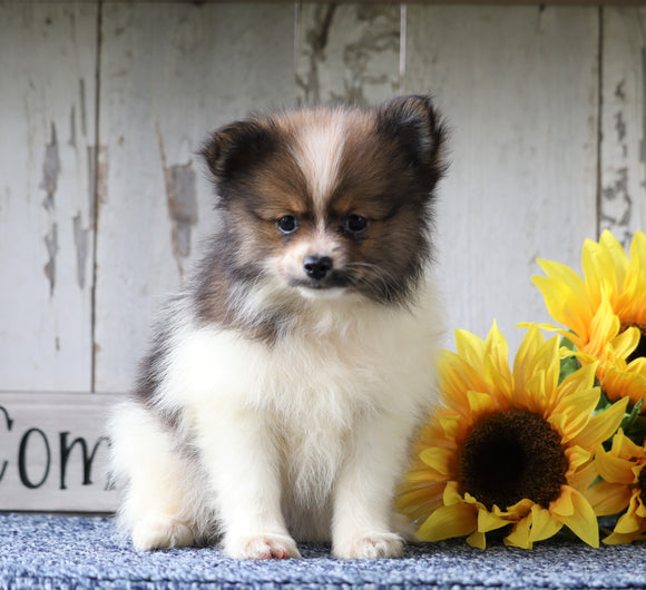 ACA Registered Pomeranian For Sale Millersburg, OH Female- Christena