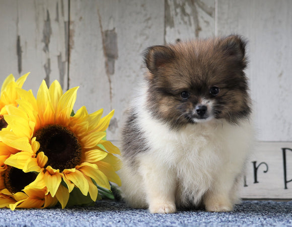 ACA Registered Pomeranian For Sale Millersburg, OH Female- Tiny